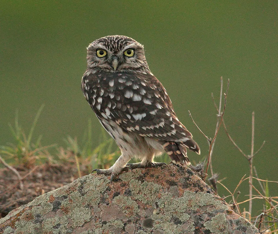Steinkauz (Athene noctua) — Aufnahme 3, mit Informationen zu Merkmalen und Verbreitung