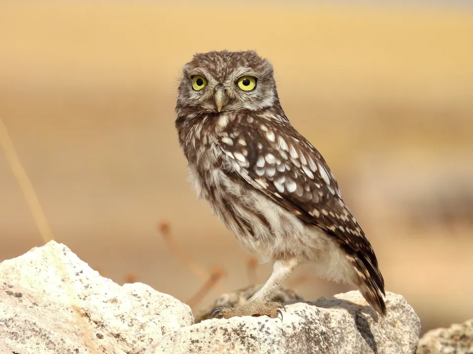 Steinkauz (Athene noctua) erkennen — Foto, Gesang und Steckbrief der Vogelart aufgenommen in Sulice, Česko
