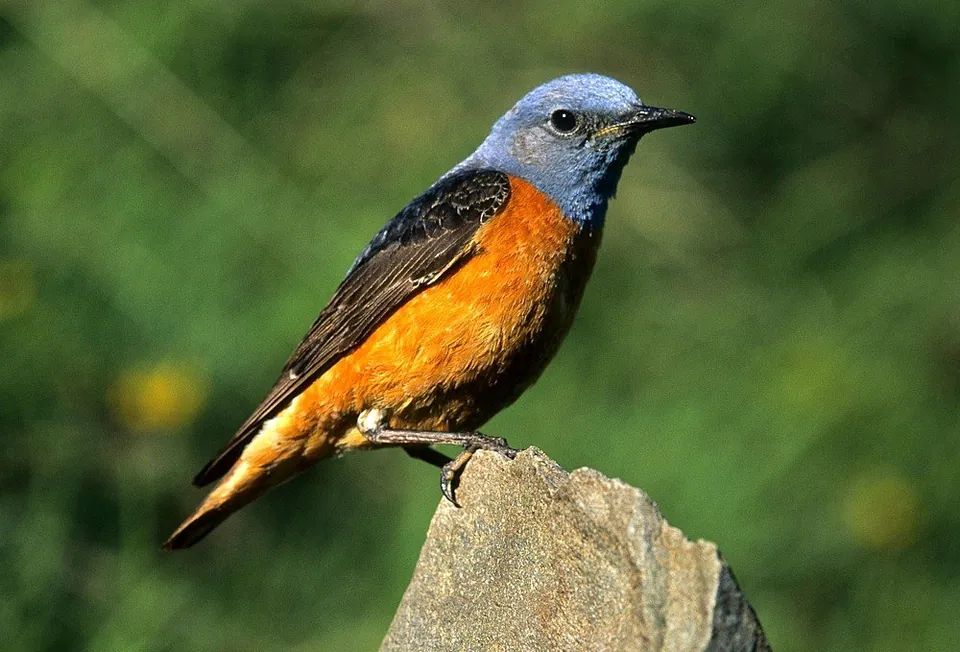 Steinrötel (Monticola saxatilis) — Aufnahme 2 aufgenommen in West Virginia, US, mit Informationen zu Merkmalen und Verbreitung