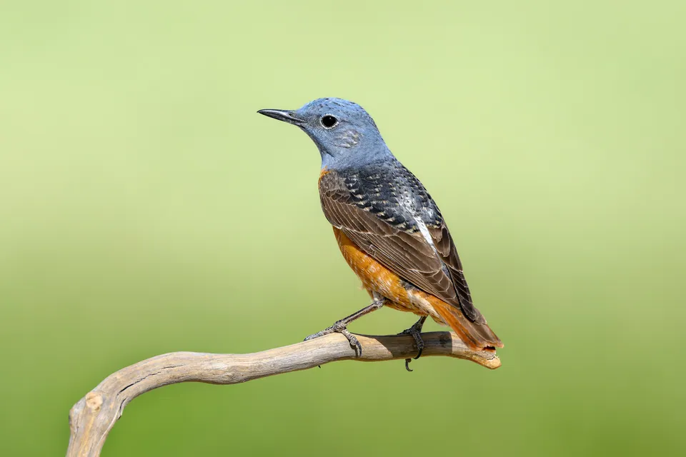Steinrötel (Monticola saxatilis) erkennen — Foto, Gesang und Steckbrief der Vogelart aufgenommen in Armii Krajowej/Ogrodowa k. Lwowska, 22-100 Chełm, Polska