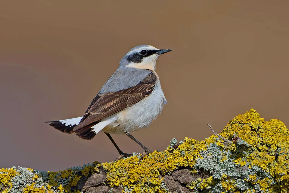 Steinschmätzer (Oenanthe oenanthe) — Aufnahme 2 aufgenommen in San Miguel Acres, Tijeras, NM 87059, USA, mit Informationen zu Merkmalen und Verbreitung