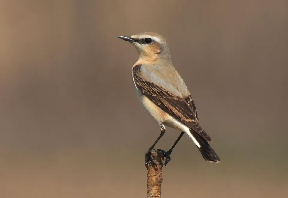 Steinschmätzer (Oenanthe oenanthe) — Aufnahme 3 aufgenommen in Meramec State Park, Sullivan, MO, US, mit Informationen zu Merkmalen und Verbreitung