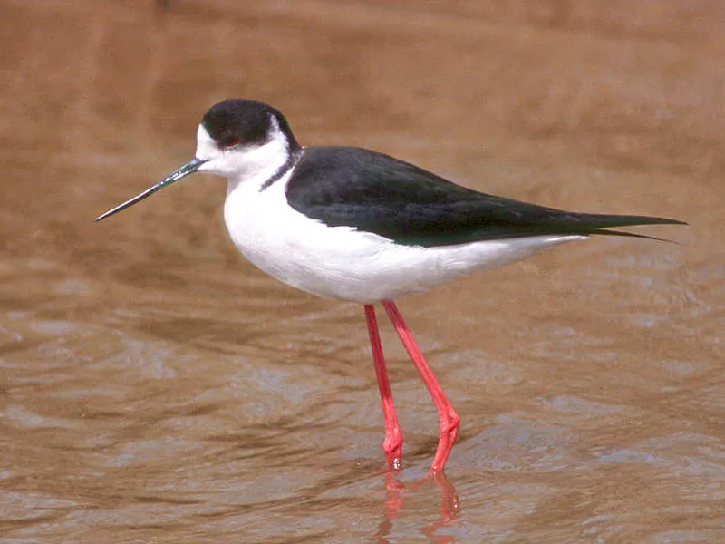 Stelzenläufer (Himantopus himantopus) — Aufnahme 2 aufgenommen in Lassen National Forest, Hat Creek, CA, US, mit Informationen zu Merkmalen und Verbreitung
