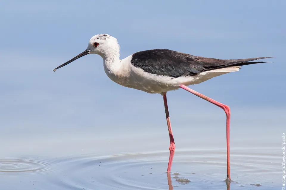 Stelzenläufer (Himantopus himantopus) erkennen — Foto, Gesang und Steckbrief der Vogelart aufgenommen in Puerto el Floripondio, 49096 Cd Guzman, Jal., México