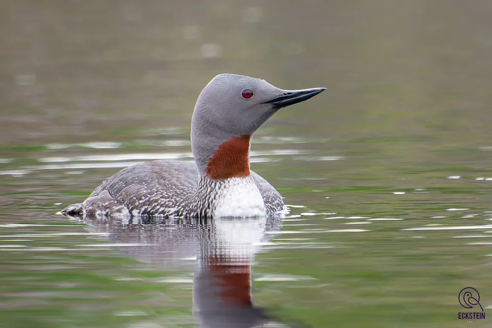 Sterntaucher (Gavia stellata) erkennen — Foto, Gesang und Steckbrief der Vogelart aufgenommen in Blue Bell, PA, USA