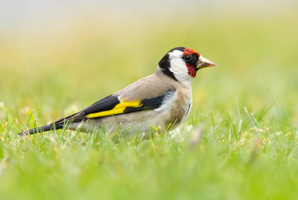 Stieglitz (Carduelis carduelis) — Aufnahme 2 aufgenommen in Camp Ohlone, Alameda County, CA, USA, mit Informationen zu Merkmalen und Verbreitung