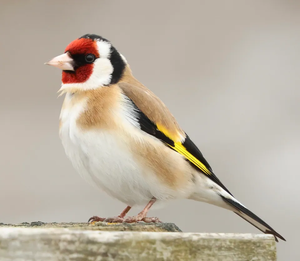 Stieglitz (Carduelis carduelis) erkennen — Foto, Gesang und Steckbrief der Vogelart aufgenommen in Агрофизический институт, Санкт-Петербург, Россия, 195220