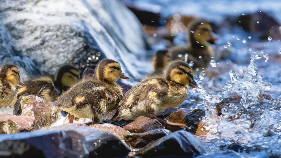 Stockente (Anas platyrhynchos) — Aufnahme 2 aufgenommen in Pupuhuhdan koulu 1, 40340 Jyväskylä, Фінляндія, mit Informationen zu Merkmalen und Verbreitung