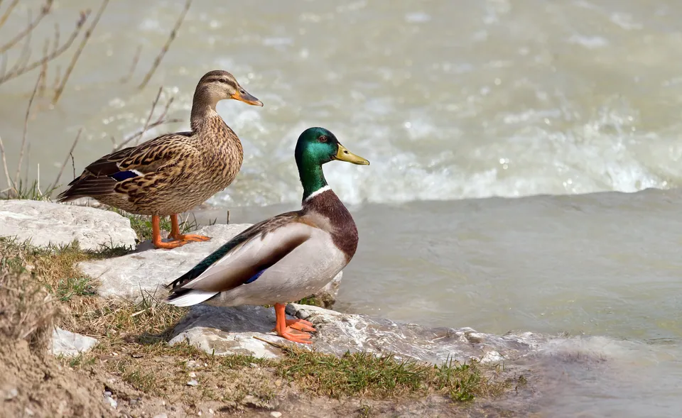 Stockente (Anas platyrhynchos) erkennen — Foto, Gesang und Steckbrief der Vogelart aufgenommen in Mecklenburg County, NC, USA