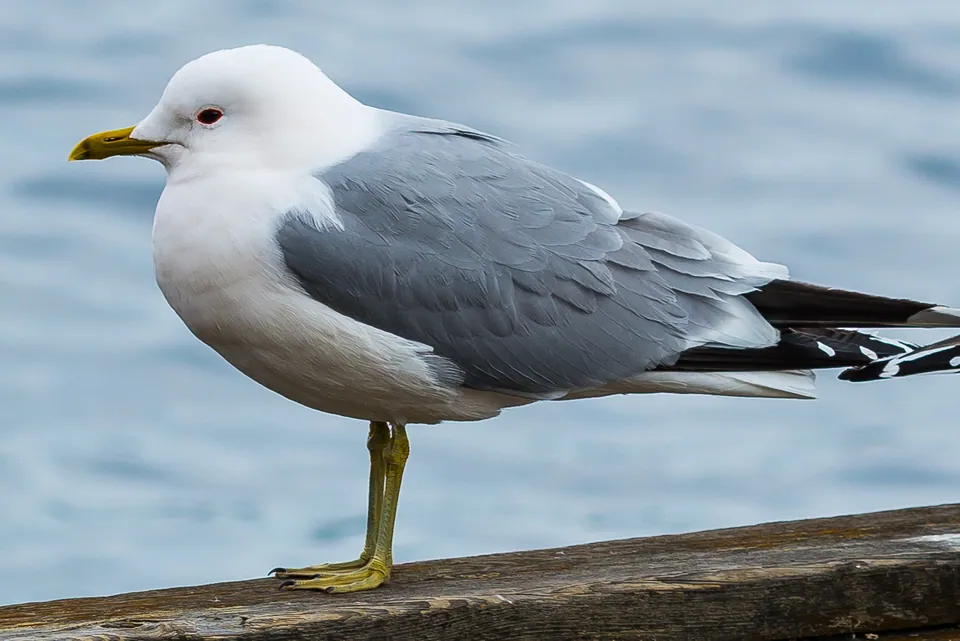 Sturmmöwe (Larus canus) — Aufnahme 3 aufgenommen in North Fort Myers, FL, USA, mit Informationen zu Merkmalen und Verbreitung