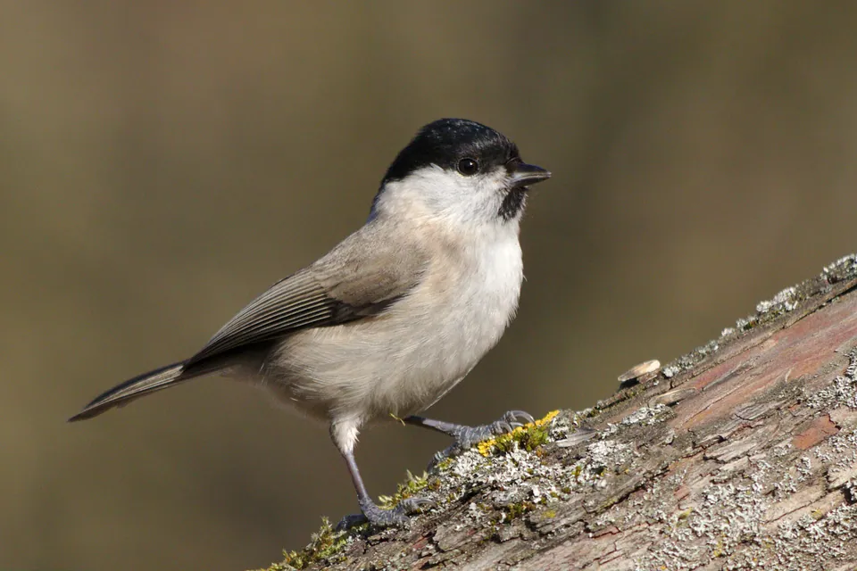 Sumpfmeise (Poecile palustris) — Aufnahme 2 aufgenommen in Sulice, Česko, mit Informationen zu Merkmalen und Verbreitung