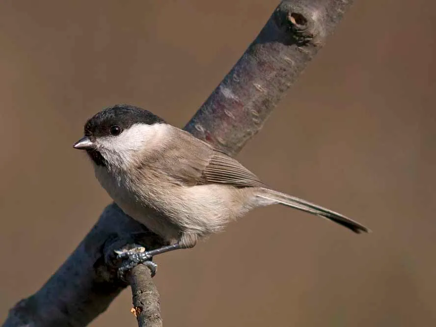 Sumpfmeise (Poecile palustris) — Aufnahme 3 aufgenommen in Sommarugagasse, 1180 Wien, Österreich, mit Informationen zu Merkmalen und Verbreitung