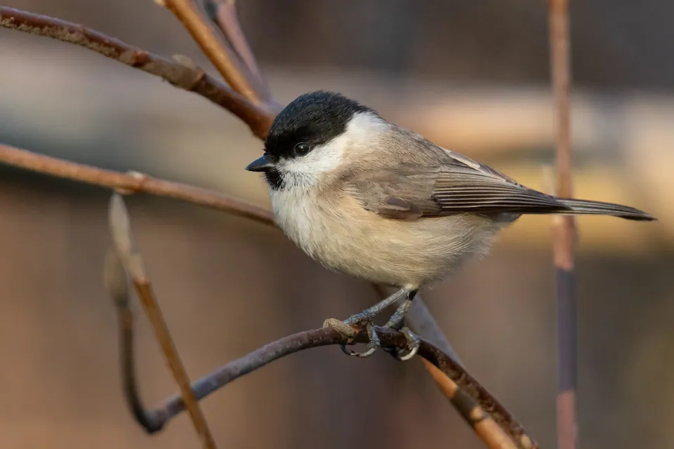 Sumpfmeise (Poecile palustris) erkennen — Foto, Gesang und Steckbrief der Vogelart aufgenommen in Port of Tacoma Rd, Tacoma, WA, US
