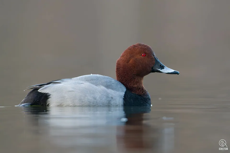 Tafelente (Aythya ferina) erkennen — Foto, Gesang und Steckbrief der Vogelart aufgenommen in Ribarska ulica, Kopačevo, Osijek-Baranja, HR