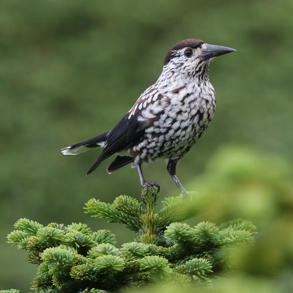 Tannenhäher (Nucifraga caryocatactes) erkennen — Foto, Gesang und Steckbrief der Vogelart aufgenommen in Fourth of July Cove, Avalon, CA, US