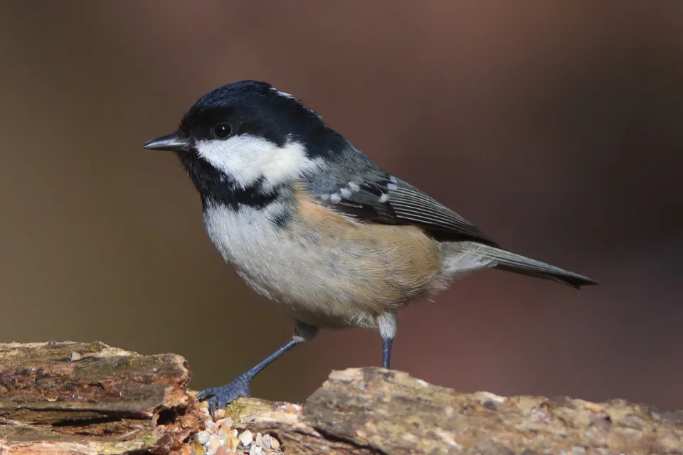 Tannenmeise (Periparus ater) — Aufnahme 2 aufgenommen in Juniata County, US-PA, US, mit Informationen zu Merkmalen und Verbreitung