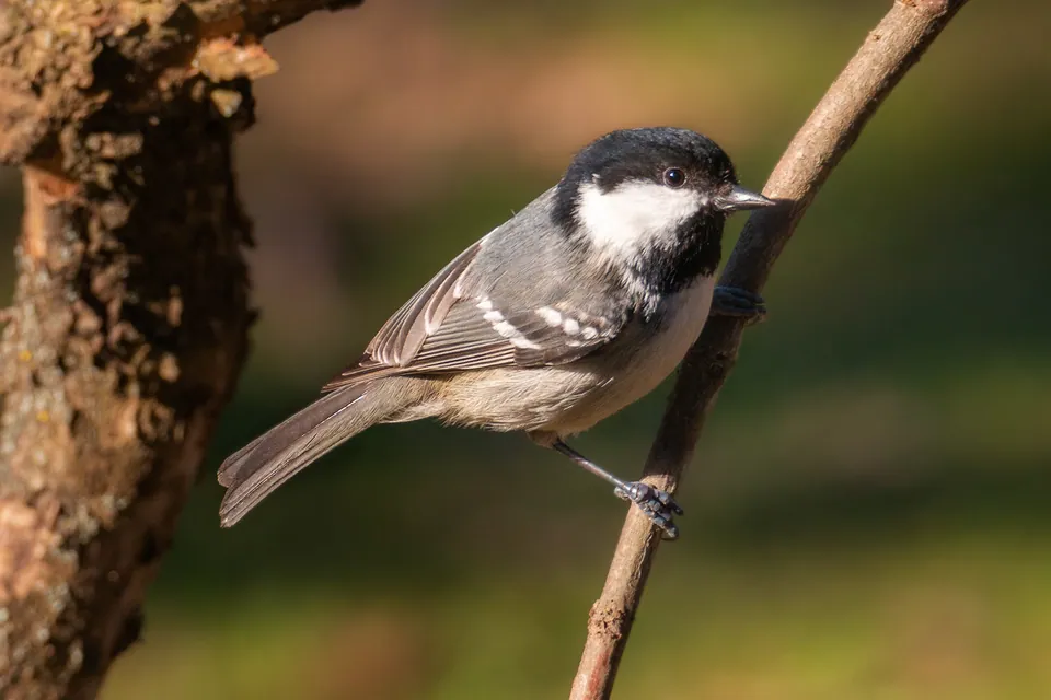 Tannenmeise (Periparus ater) — Aufnahme 3 aufgenommen in Upper Luther Rd, Red Lodge, MT, US, mit Informationen zu Merkmalen und Verbreitung