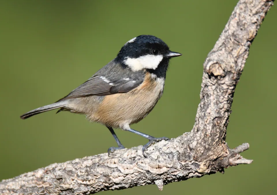 Tannenmeise (Periparus ater) erkennen — Foto, Gesang und Steckbrief der Vogelart aufgenommen in Shell Island, Port Saint Joe, FL, US