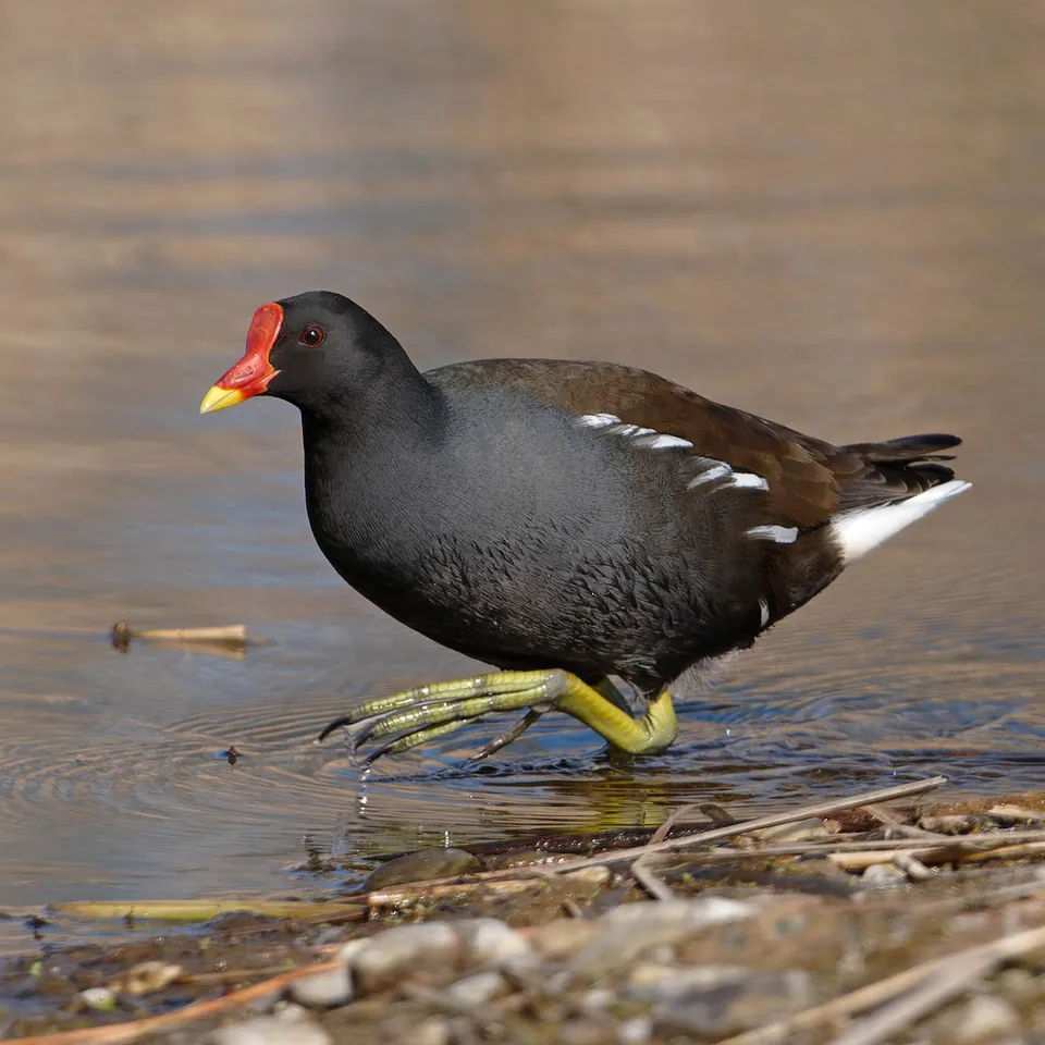Teichhuhn (Gallinula chloropus) — Aufnahme 2 aufgenommen in Bishop, CA, US, mit Informationen zu Merkmalen und Verbreitung
