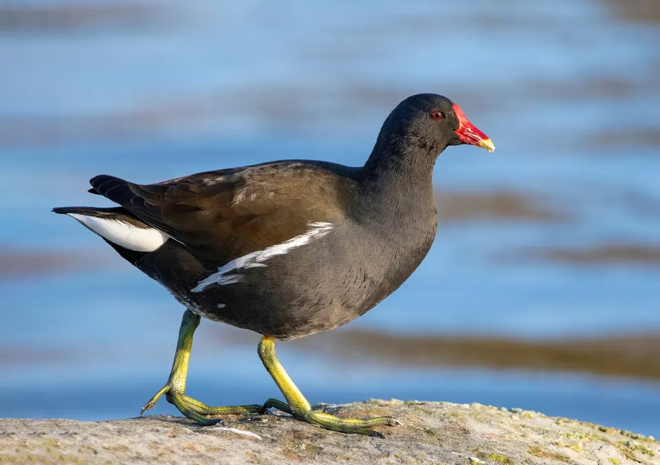 Teichhuhn (Gallinula chloropus) erkennen — Foto, Gesang und Steckbrief der Vogelart aufgenommen in GFRF+JR, 21530 Rancho Rolando, Baja California, México