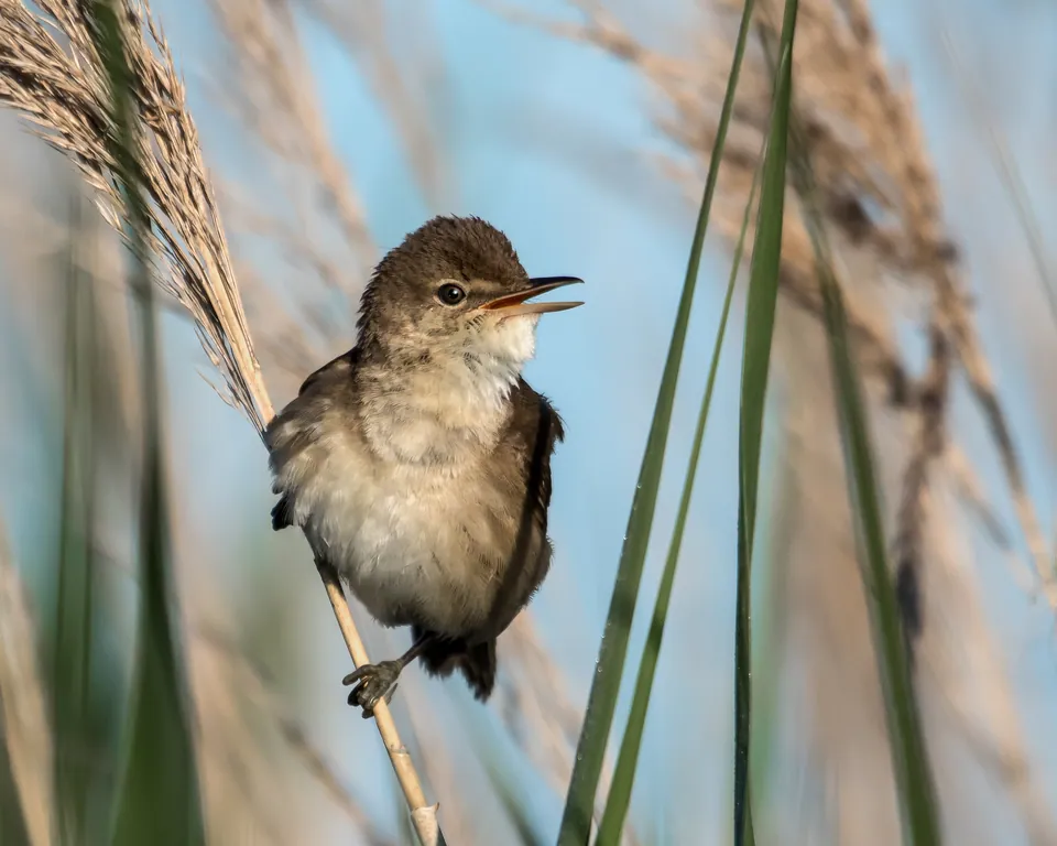 Teichrohrsänger (Acrocephalus scirpaceus) — Aufnahme 2 aufgenommen in Park City, UT, US, mit Informationen zu Merkmalen und Verbreitung