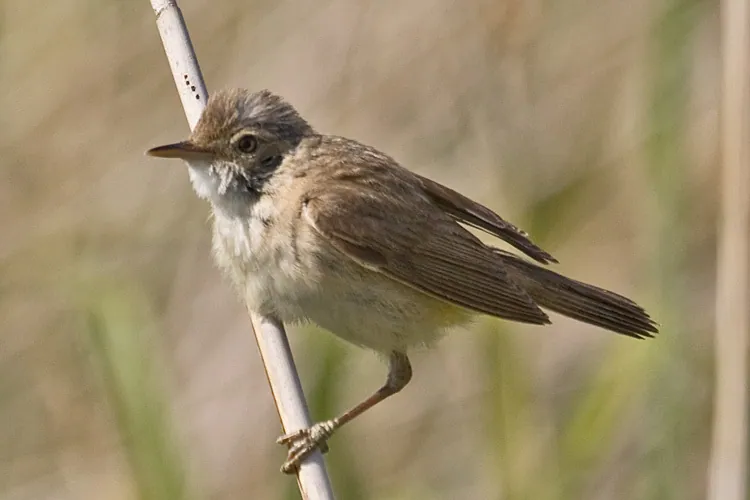Teichrohrsänger (Acrocephalus scirpaceus) erkennen — Foto, Gesang und Steckbrief der Vogelart aufgenommen in Lindeballe Skov, Gadbjerg, Region Syddanmark, DK