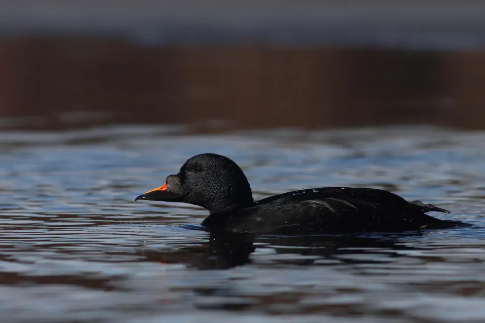 Trauerente (Melanitta nigra) erkennen — Foto, Gesang und Steckbrief der Vogelart aufgenommen in Dublin, Co. Dublin, IE