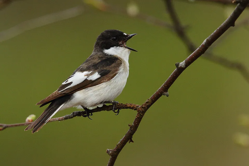 Trauerschnäpper (Ficedula hypoleuca) — Aufnahme 2 aufgenommen in Prades-le-Lez, France, mit Informationen zu Merkmalen und Verbreitung
