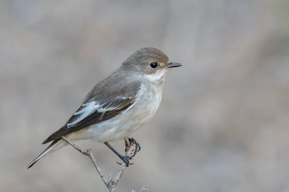 Trauerschnäpper (Ficedula hypoleuca) — Aufnahme 3 aufgenommen in University Center, MI, USA, mit Informationen zu Merkmalen und Verbreitung
