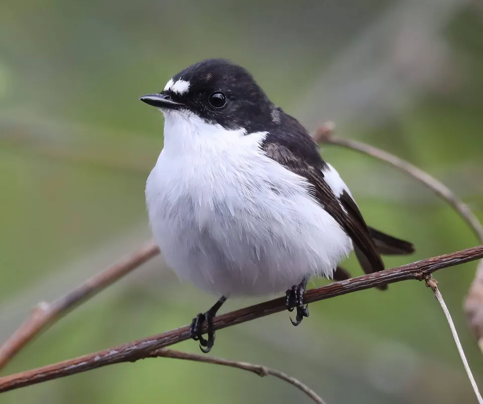 Trauerschnäpper (Ficedula hypoleuca) erkennen — Foto, Gesang und Steckbrief der Vogelart aufgenommen in 24195 Valdefresno, León, España