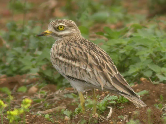 Triel (Burhinus oedicnemus) — Aufnahme 2 aufgenommen in 25030 Paratico, Brescia, Italien, mit Informationen zu Merkmalen und Verbreitung
