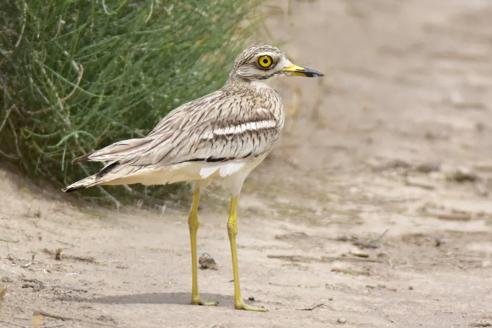 Triel (Burhinus oedicnemus) erkennen — Foto, Gesang und Steckbrief der Vogelart aufgenommen in Freiburg, Nepomukbrücke, 79117 Freiburg im Breisgau, Deutschland