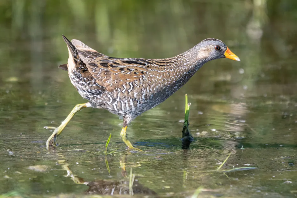 Tüpfelsumpfhuhn (Porzana porzana) erkennen — Foto, Gesang und Steckbrief der Vogelart aufgenommen in Staffoli Parco Giochi V.Pinete, 56022 Castelfranco di Sotto PI, Italia