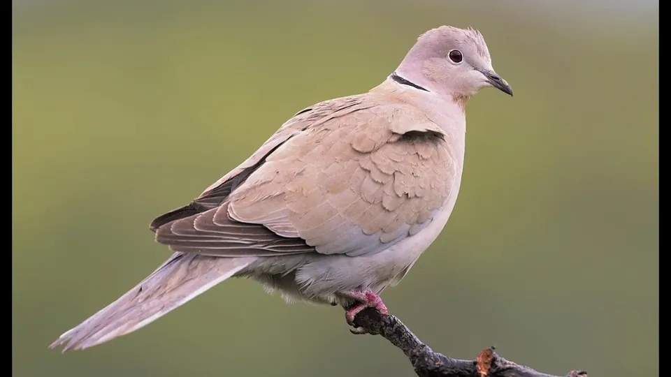 Türkentaube (Streptopelia decaocto) erkennen — Foto, Gesang und Steckbrief der Vogelart aufgenommen in 68 Mannheim-Neckarstadt-Ost, Deutschland