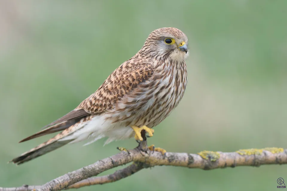 Turmfalke (Falco tinnunculus) — Aufnahme 2 aufgenommen in Igüembe, Luis Calvo, Chuquisaca, Bolivia, mit Informationen zu Merkmalen und Verbreitung