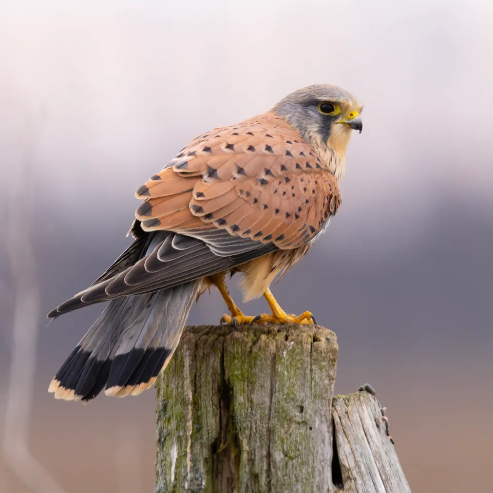 Turmfalke (Falco tinnunculus) erkennen — Foto, Gesang und Steckbrief der Vogelart aufgenommen in Quatro Barras, PR, Brasil