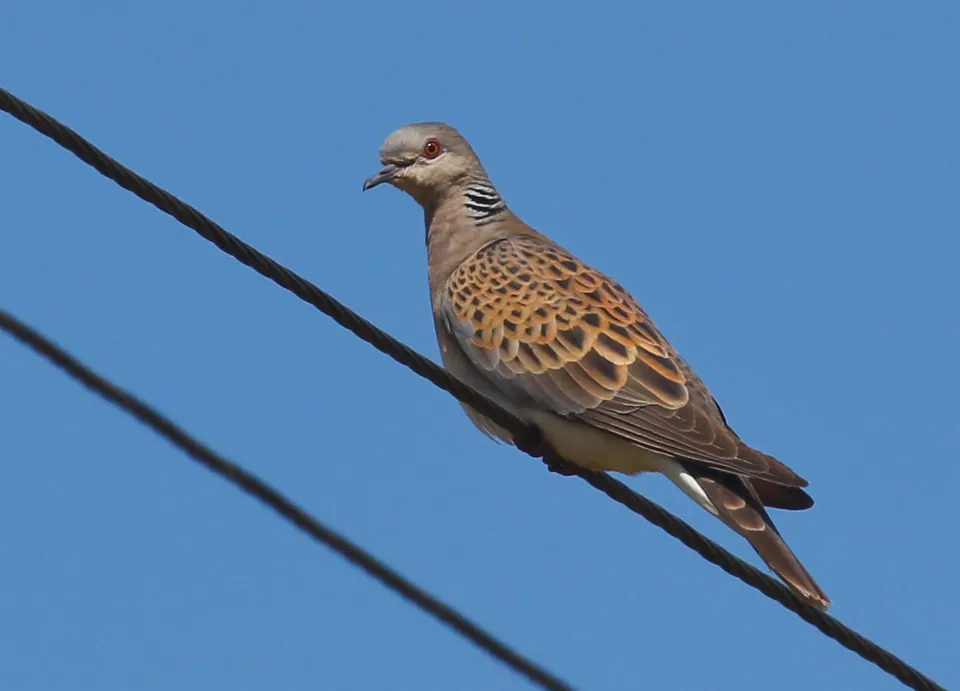 Turteltaube (Streptopelia turtur) erkennen — Foto, Gesang und Steckbrief der Vogelart aufgenommen in 50 Maple Ln, Ottawa, ON K1M 0H1, Canada