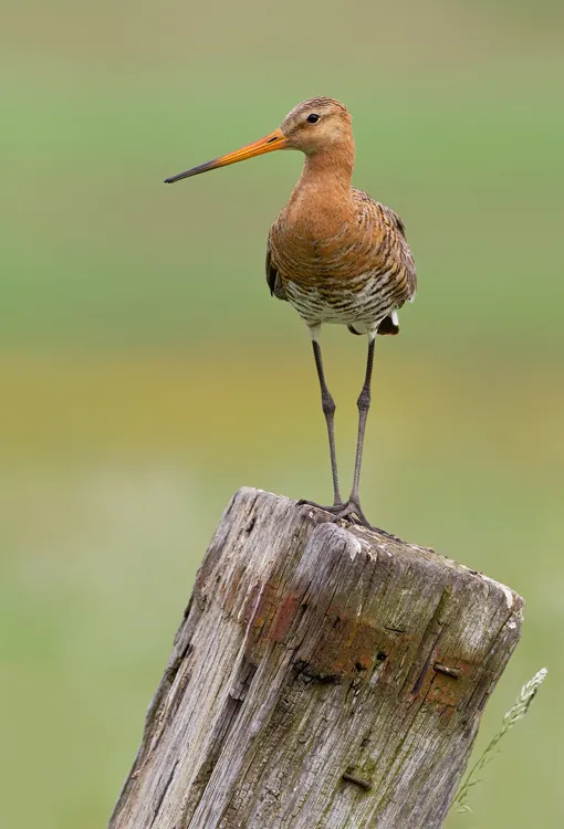 Uferschnepfe (Limosa limosa) — Aufnahme 2 aufgenommen in San Casciano in Val di Pesa, mit Informationen zu Merkmalen und Verbreitung