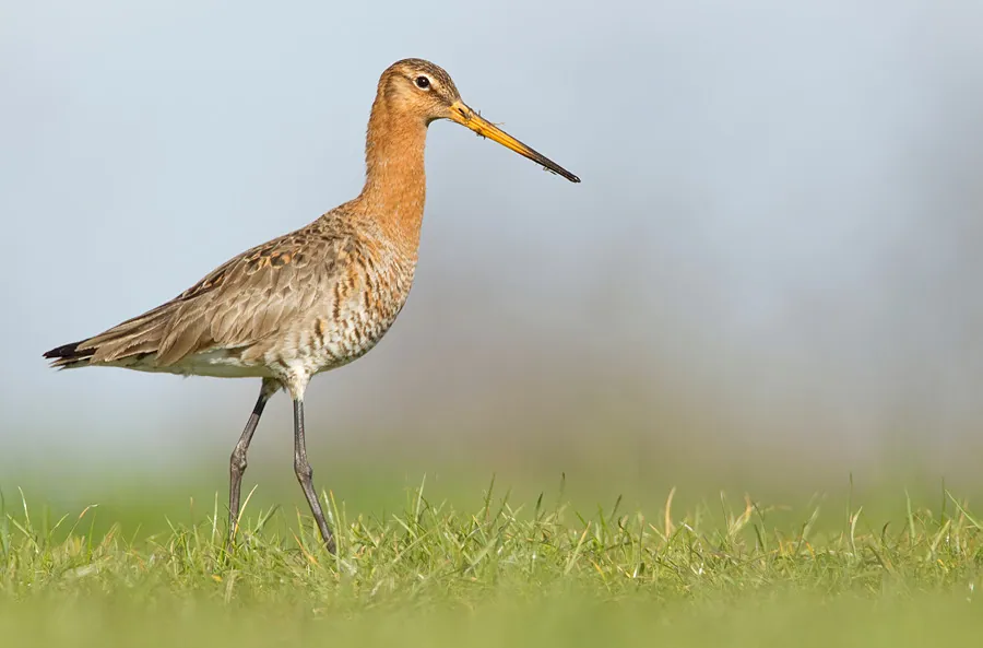 Uferschnepfe (Limosa limosa) — Aufnahme 3 aufgenommen in Desnians'kyi, UA-KC, UA, mit Informationen zu Merkmalen und Verbreitung