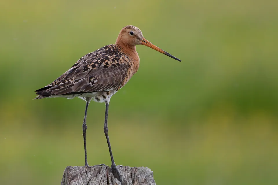 Uferschnepfe (Limosa limosa) erkennen — Foto, Gesang und Steckbrief der Vogelart aufgenommen in 2750-642 Guincho, Portugal