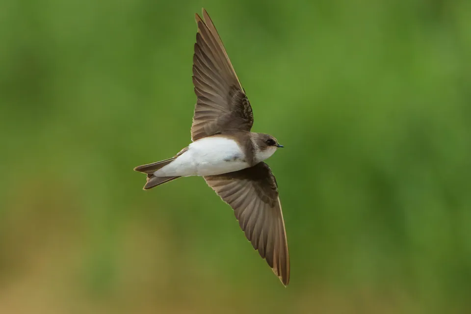 Uferschwalbe (Riparia riparia) erkennen — Foto, Gesang und Steckbrief der Vogelart aufgenommen in 4910 Arga de Baixo, Portugal