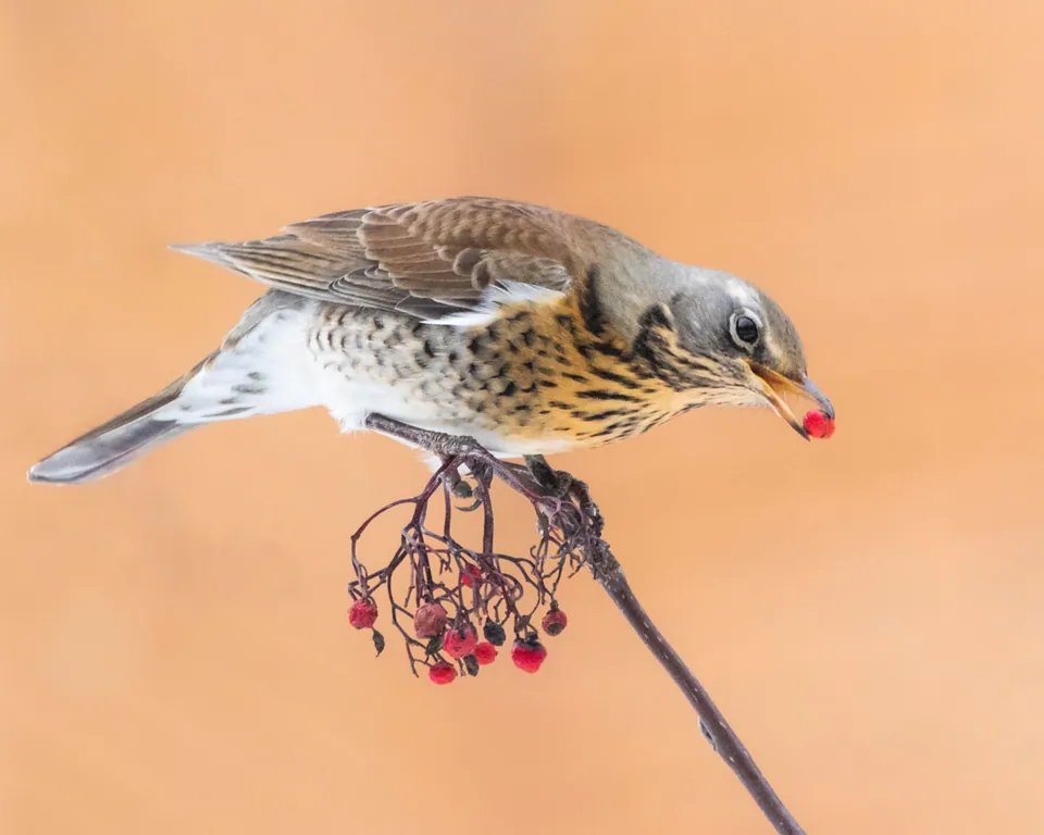 Wacholderdrossel (Turdus pilaris) erkennen — Foto, Gesang und Steckbrief der Vogelart aufgenommen in Marion, IA, US