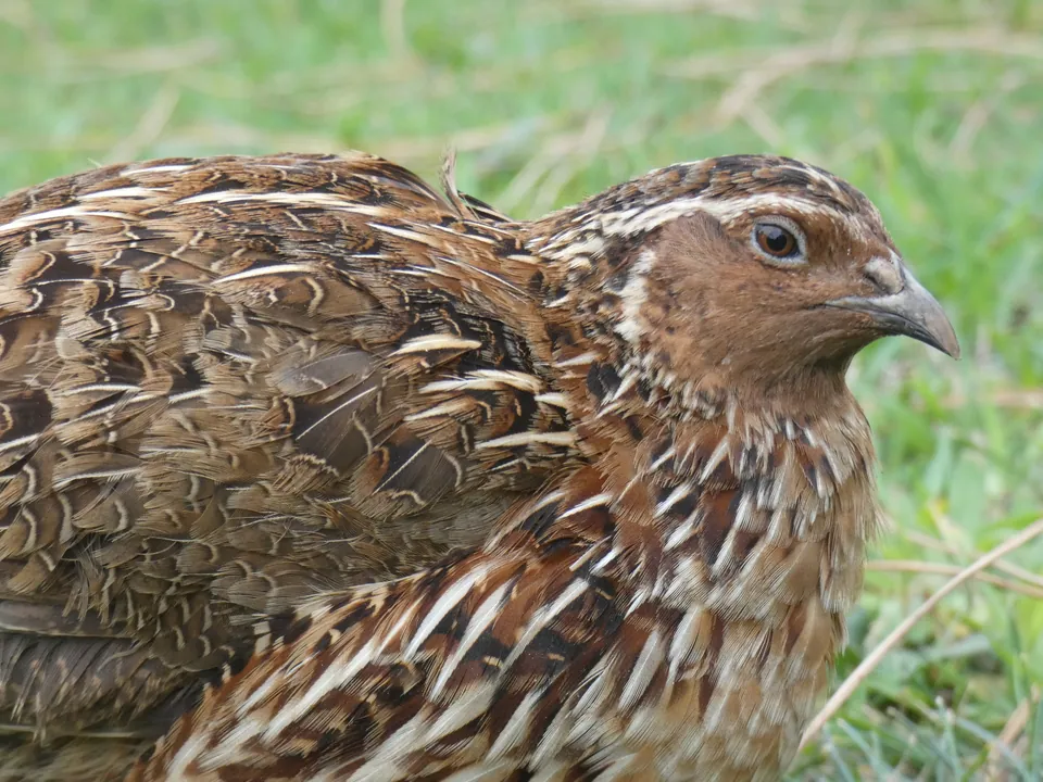 Wachtel (Coturnix coturnix) — Aufnahme 2 aufgenommen in Lockwood Rd, South Salem, NY, US, mit Informationen zu Merkmalen und Verbreitung