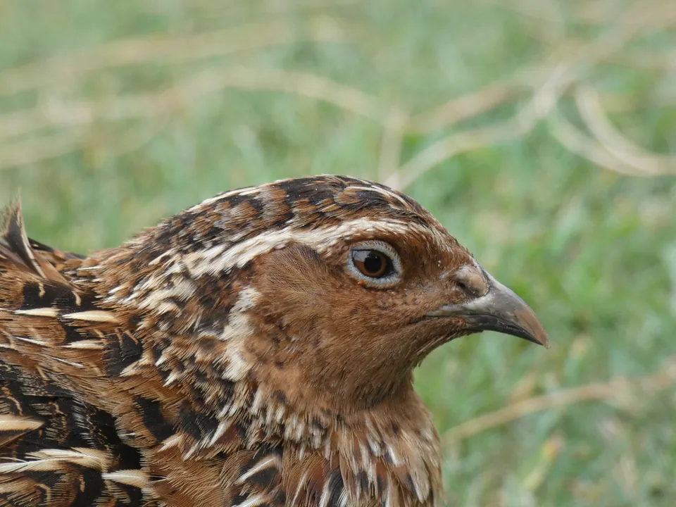 Wachtel (Coturnix coturnix) — Aufnahme 3 aufgenommen in Long Green Pike, Hydes, MD, US, mit Informationen zu Merkmalen und Verbreitung