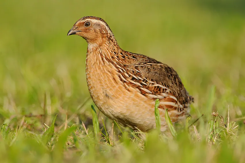 Wachtel (Coturnix coturnix) erkennen — Foto, Gesang und Steckbrief der Vogelart