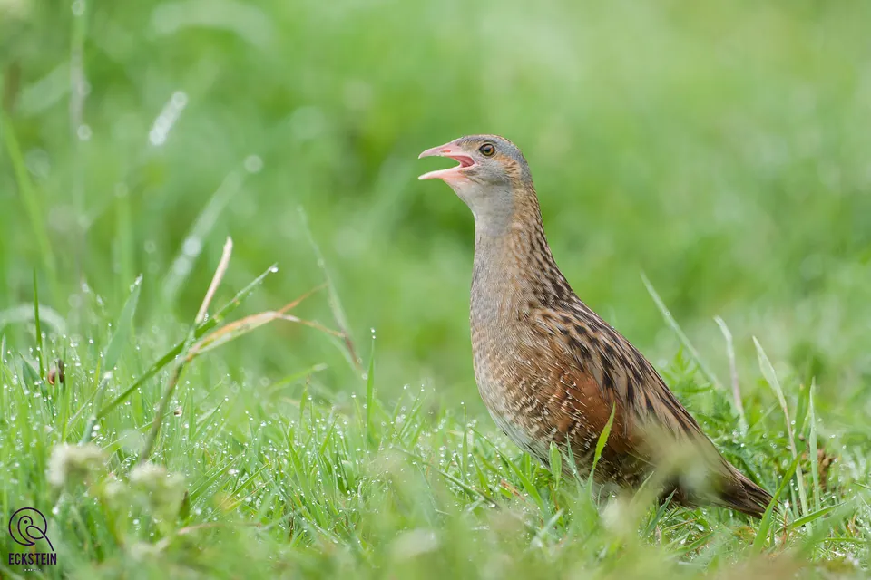 Wachtelkönig (Crex crex) erkennen — Foto, Gesang und Steckbrief der Vogelart aufgenommen in 12610 Eveland Rd, Ridgely, MD 21660, USA