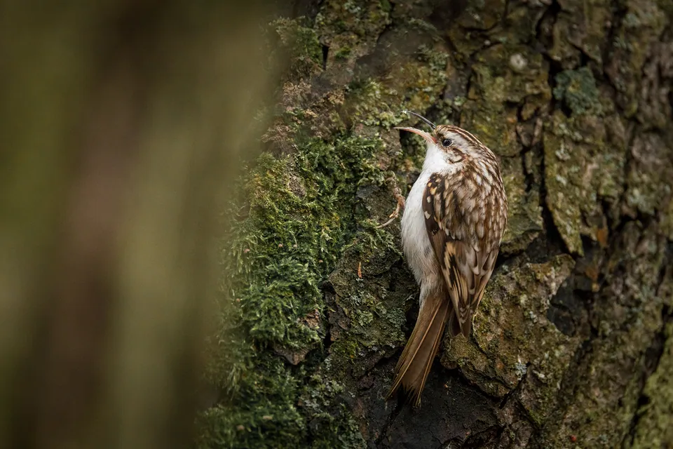 Waldbaumläufer (Certhia familiaris) — Aufnahme 2 aufgenommen in Ch de Ceinture-des-Monts-McGerrigle, Mont-Albert, QC, CA, mit Informationen zu Merkmalen und Verbreitung