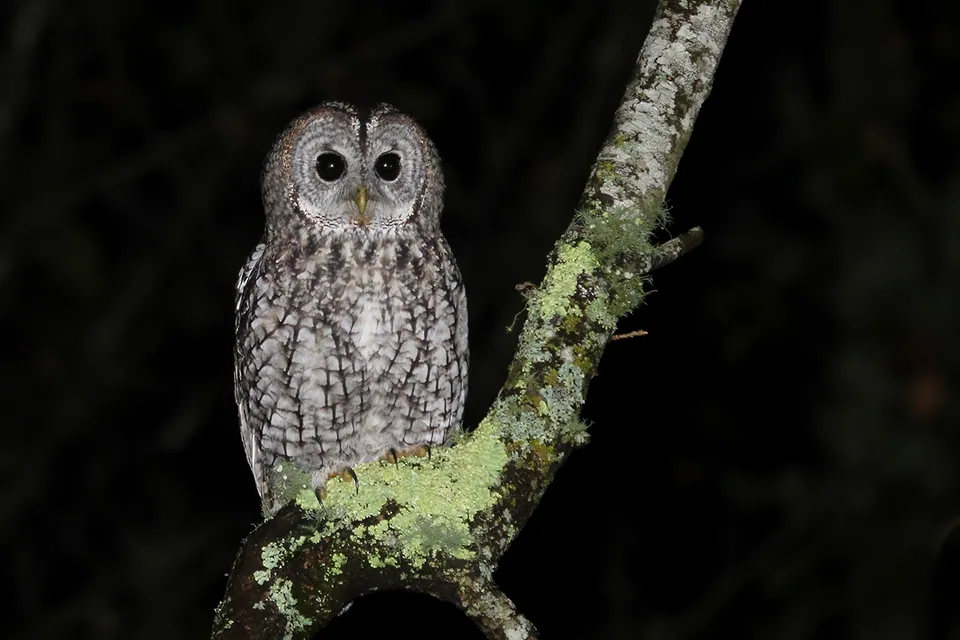 Waldkauz (Strix aluco) — Aufnahme 2 aufgenommen in 532 92 Axvall, Sverige, mit Informationen zu Merkmalen und Verbreitung