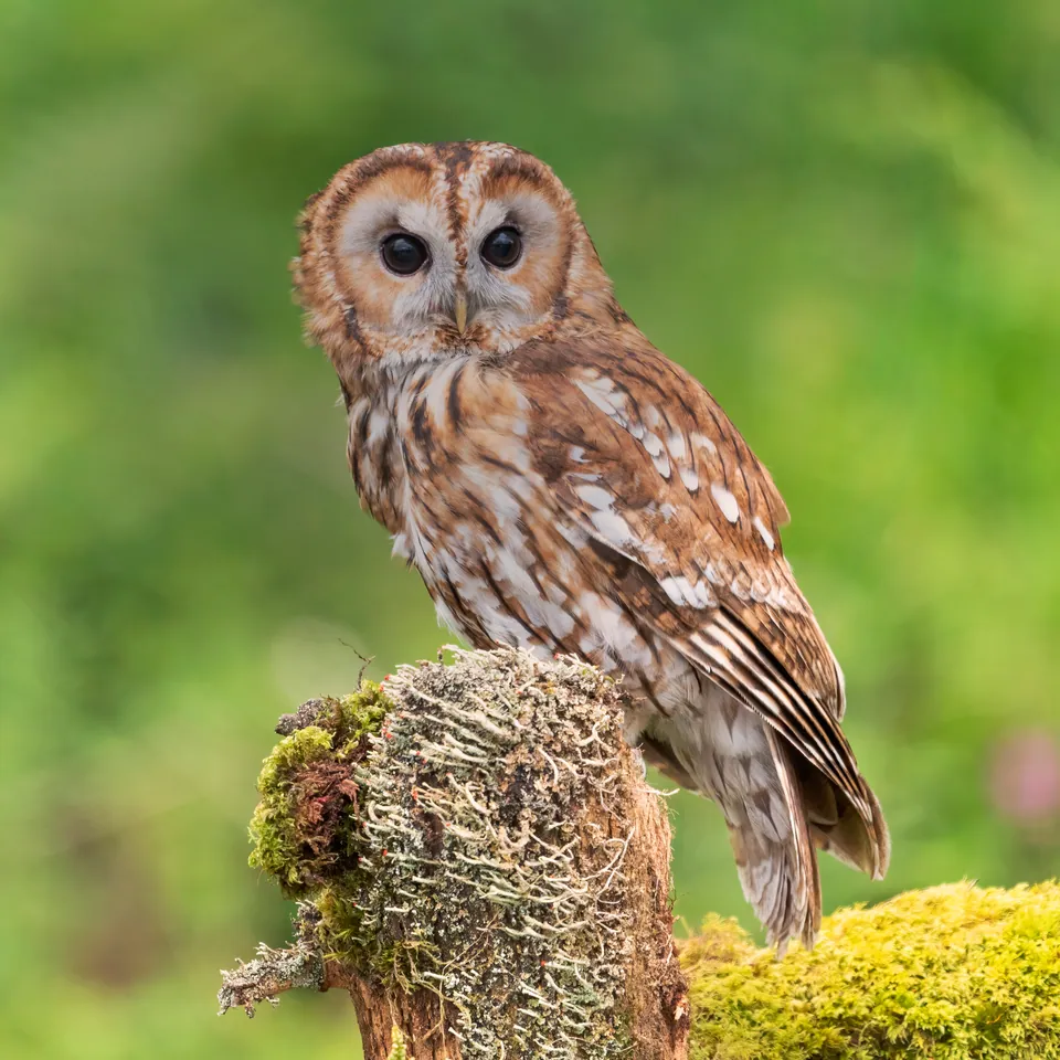 Waldkauz (Strix aluco) erkennen — Foto, Gesang und Steckbrief der Vogelart aufgenommen in 68 Mannheim-Neckarstadt-Ost, Deutschland