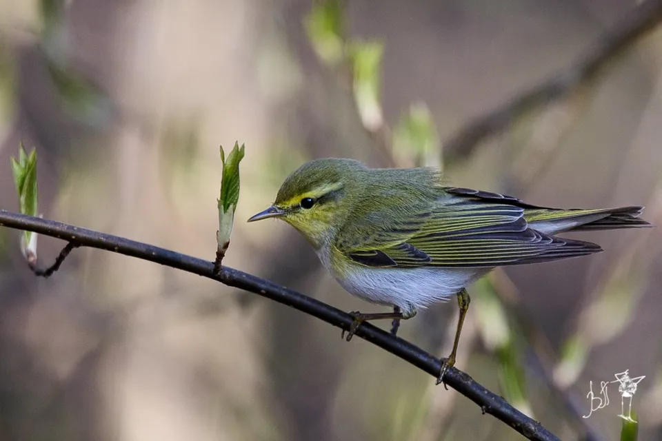 Waldlaubsänger (Phylloscopus sibilatrix) — Aufnahme 2 aufgenommen in Laela Cres, Mulmur, ON, CA, mit Informationen zu Merkmalen und Verbreitung